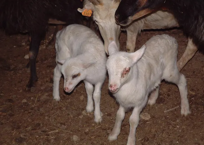 De Charme * Corte (Corsica)