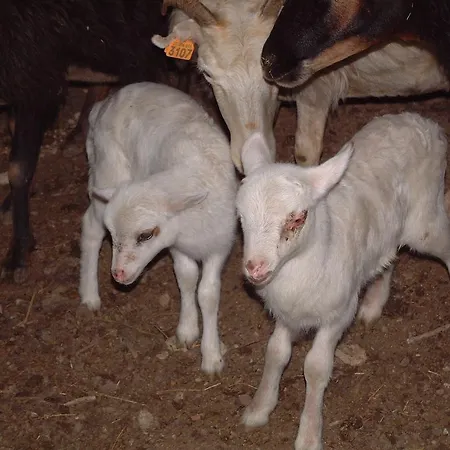 De Charme * Corte (Corsica)